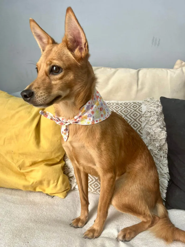 Cachorro ra a SRD-ViraLata idade 1 ano nome Ratinha