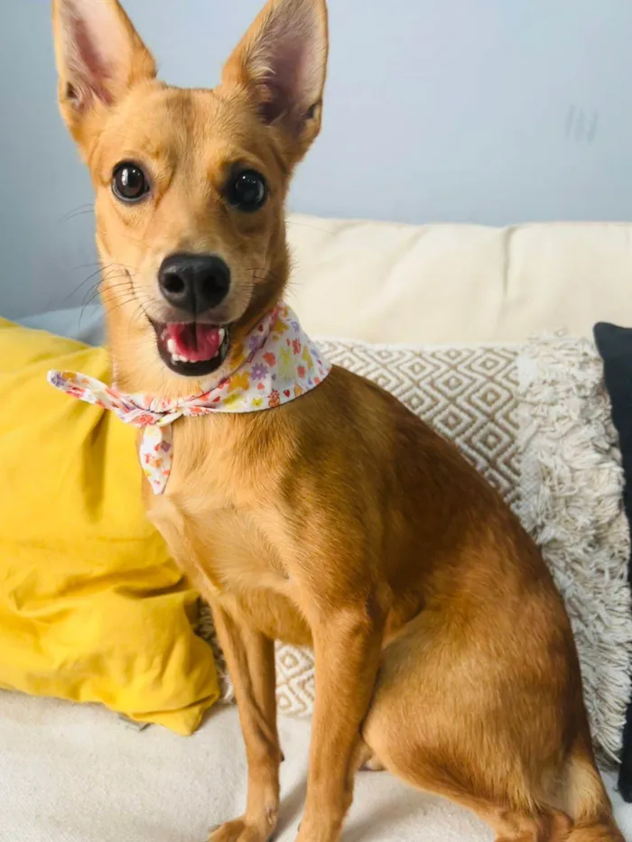 Cachorro ra a SRD-ViraLata idade 1 ano nome Ratinha