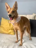 Ratinha
