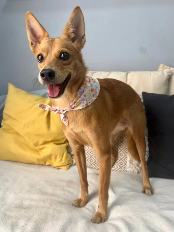 Cachorro ra a SRD-ViraLata idade 1 ano nome Ratinha