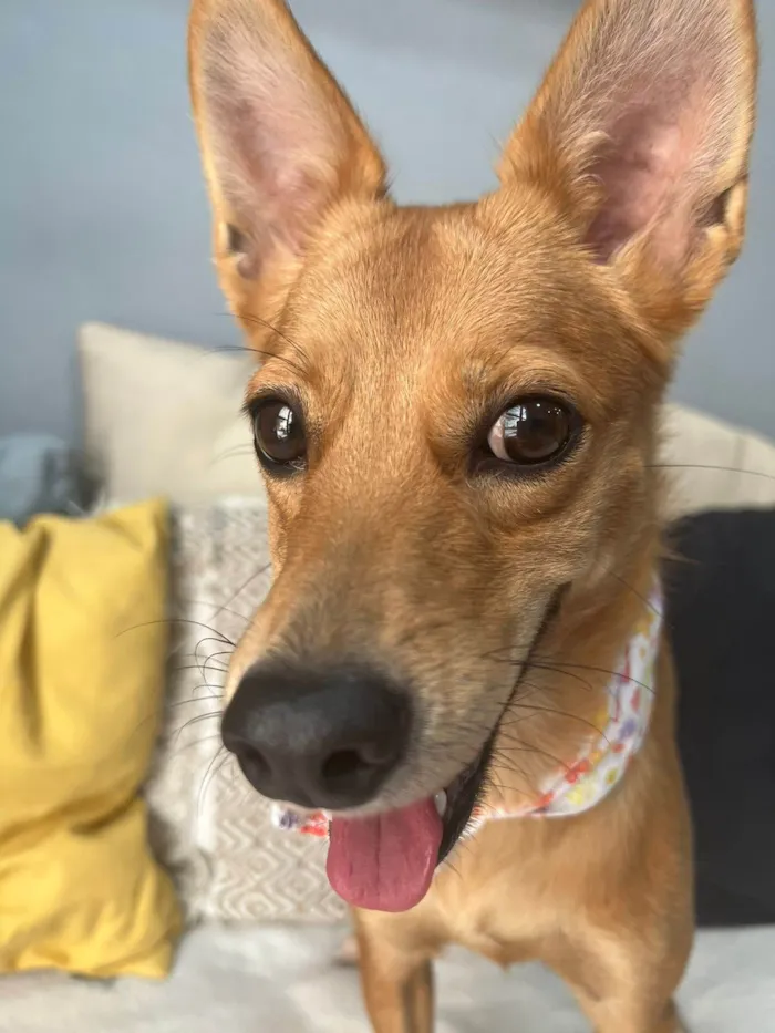 Cachorro ra a SRD-ViraLata idade 1 ano nome Ratinha