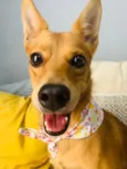 Ratinha