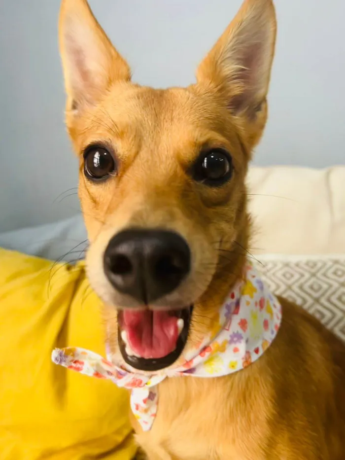 Cachorro ra a SRD-ViraLata idade 1 ano nome Ratinha