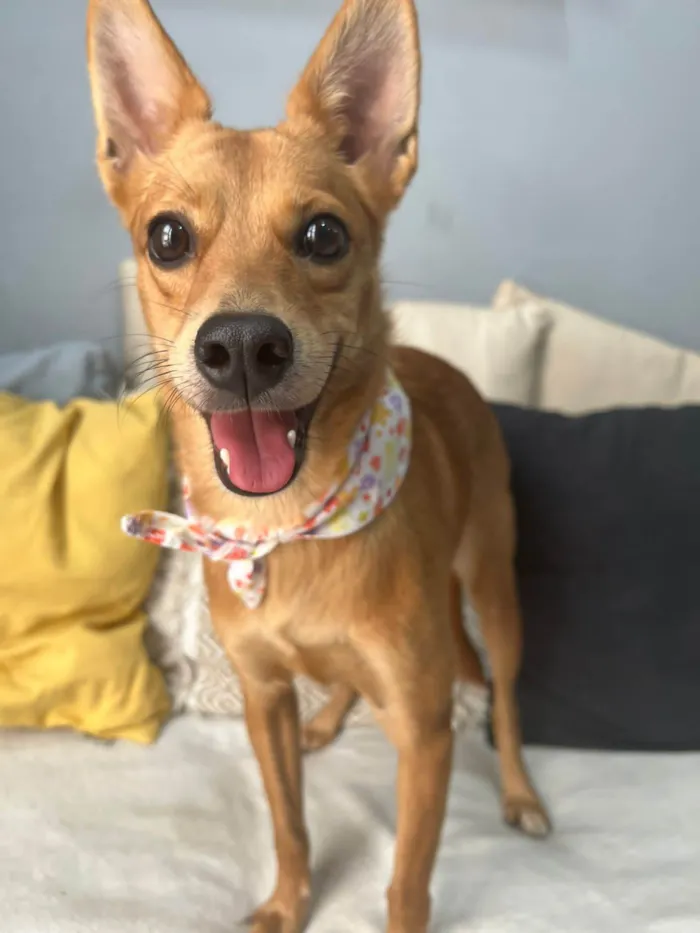 Cachorro ra a SRD-ViraLata idade 1 ano nome Ratinha