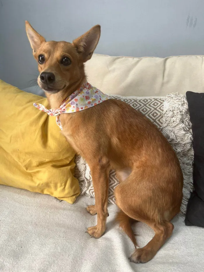 Cachorro ra a SRD-ViraLata idade 1 ano nome Ratinha