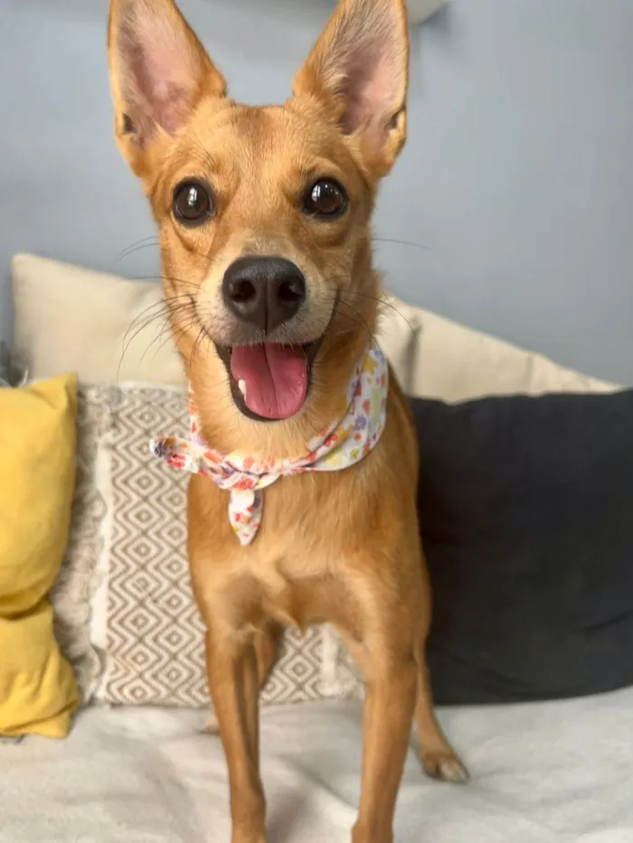 Cachorro ra a SRD-ViraLata idade 1 ano nome Ratinha