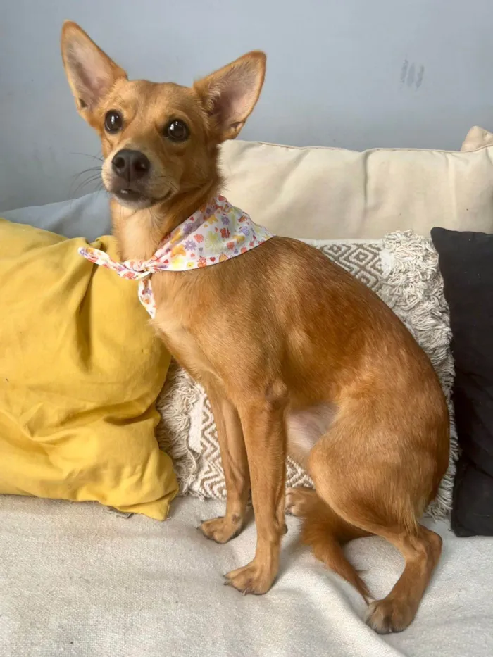 Cachorro ra a SRD-ViraLata idade 1 ano nome Ratinha