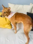 Ratinha