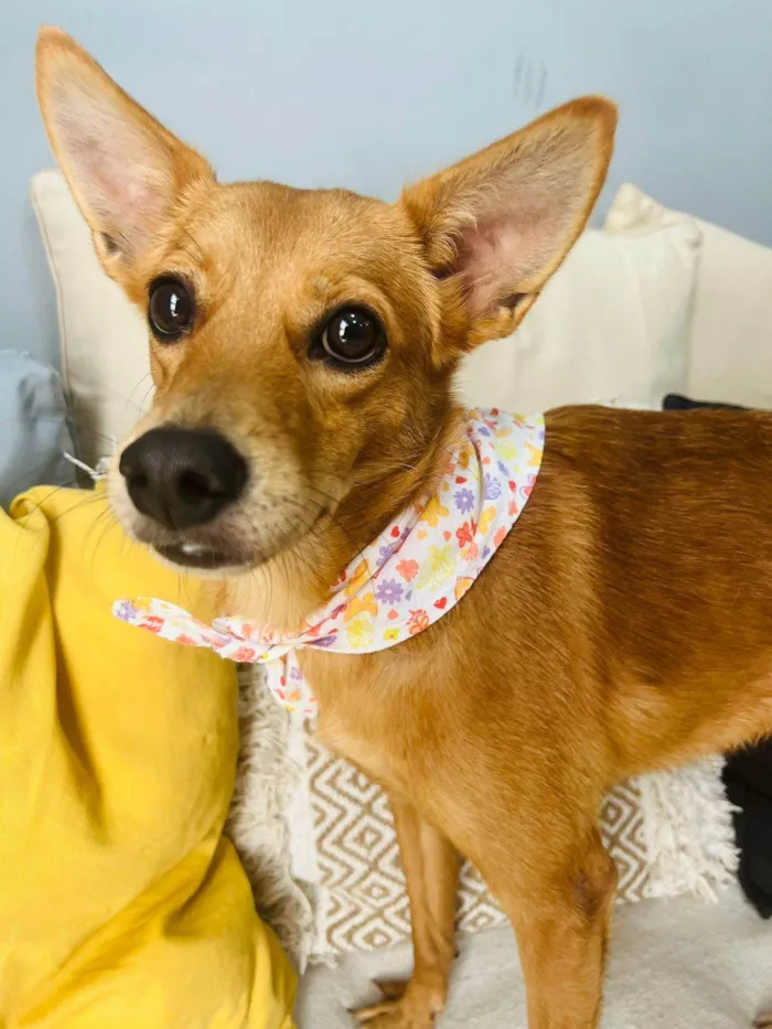 Cachorro ra a SRD-ViraLata idade 1 ano nome Ratinha