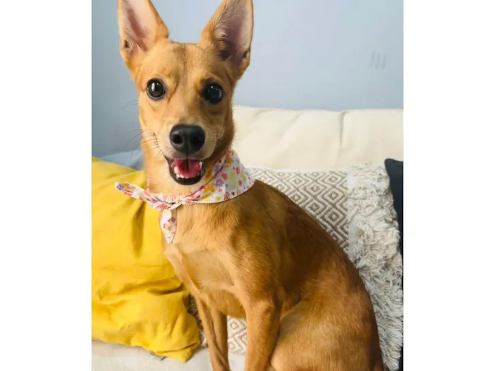 Cachorro ra a SRD-ViraLata idade 1 ano nome Ratinha