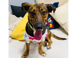 Cachorro raça SRD-ViraLata idade 7 a 11 meses nome Sofia