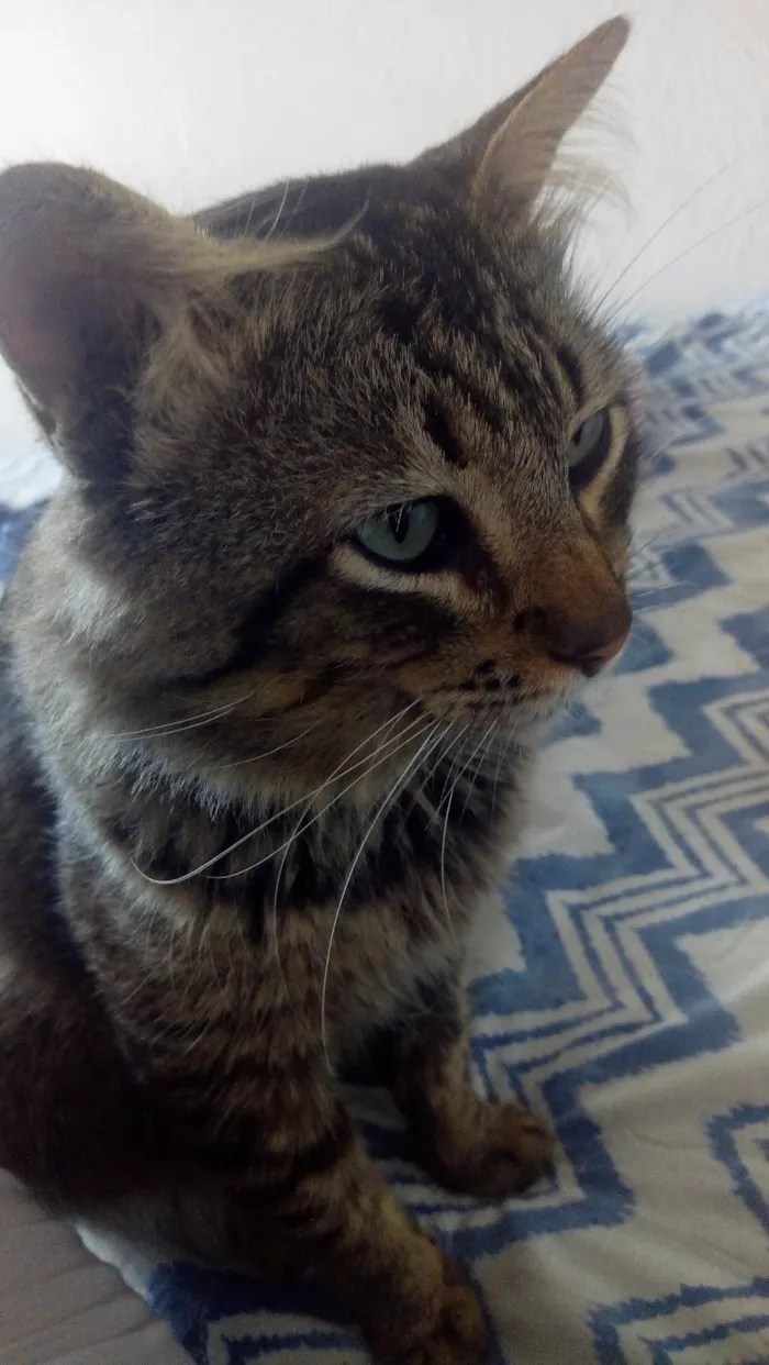 Gato ra a  idade 3 anos nome Mário 