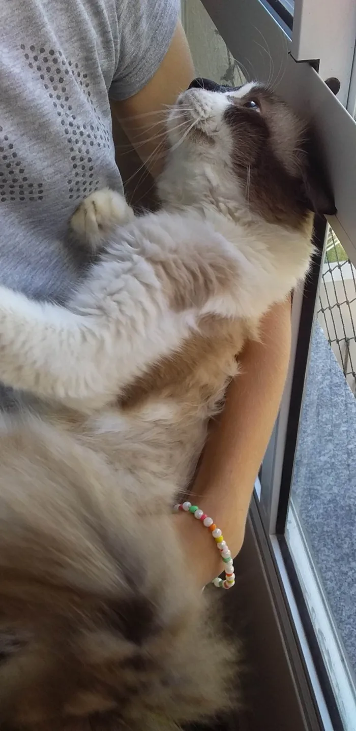 Gato raça SRD-VIRA LATA idade 4 anos nome Théo 