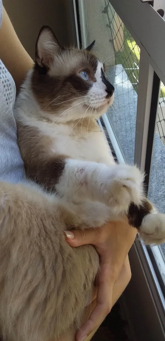 Gato raça SRD-VIRA LATA idade 4 anos nome Théo 