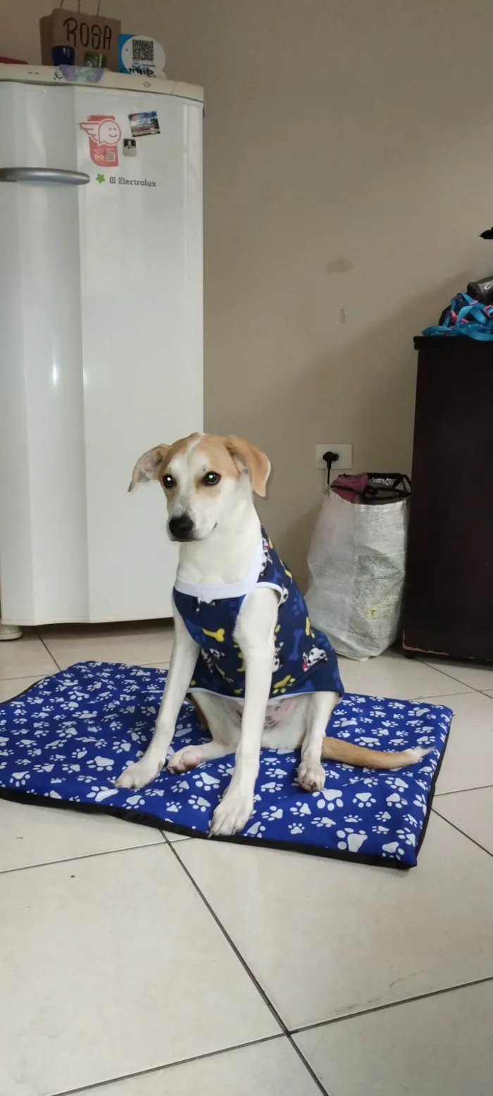 Cachorro ra a SRD - Vira lata  idade 7 a 11 meses nome Simba 