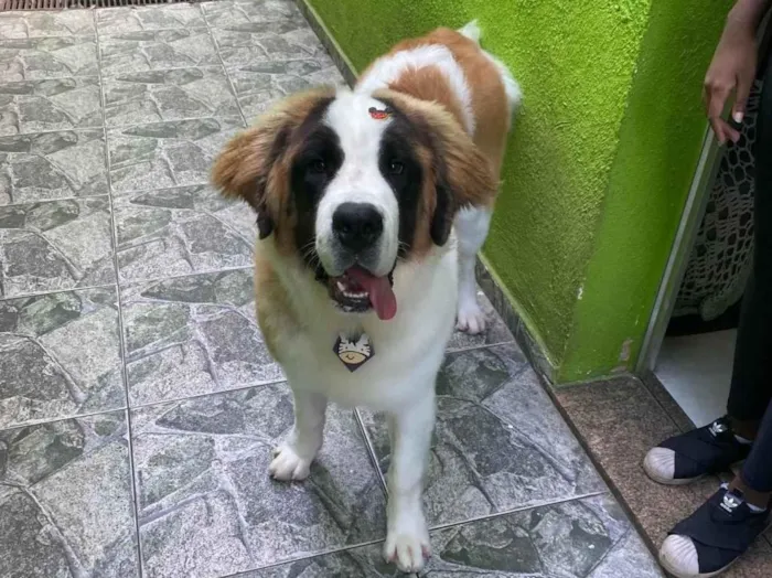 Cachorro raça Sao Bernardo idade 7 a 11 meses nome Thor 