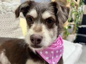 Cachorro raça SRD-ViraLata idade 1 ano nome Charlote