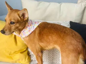 Cachorro raça SRD-ViraLata idade 1 ano nome Ratinha