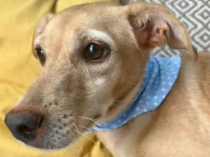 Cachorro raça SRD-ViraLata idade 1 ano nome Rosado