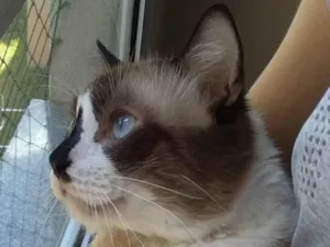 Gato raça SRD-VIRA LATA idade 4 anos nome Théo 