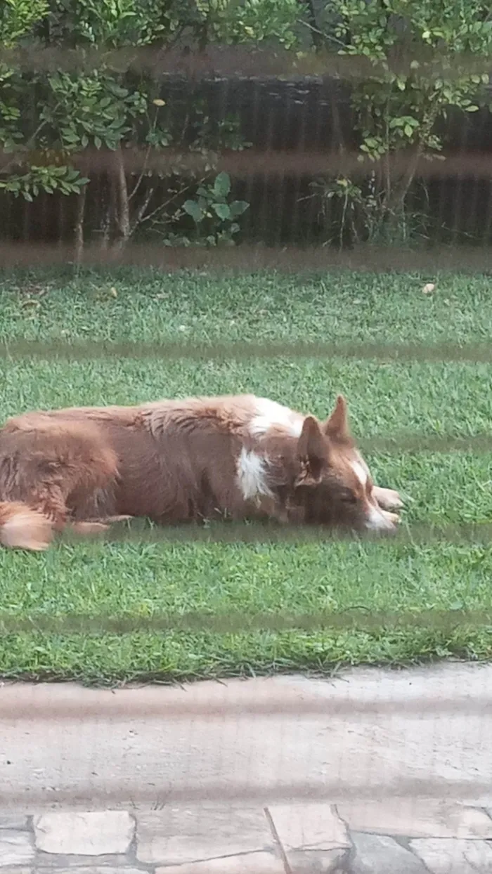 Cachorro ra a Border collie idade 5 anos nome Thor