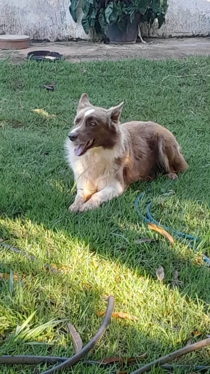 Cachorro ra a Border collie idade 5 anos nome Thor