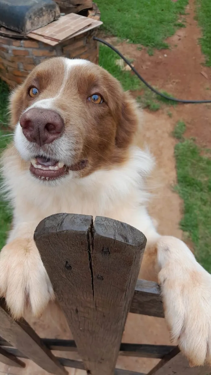 Cachorro ra a Border collie idade 5 anos nome Thor