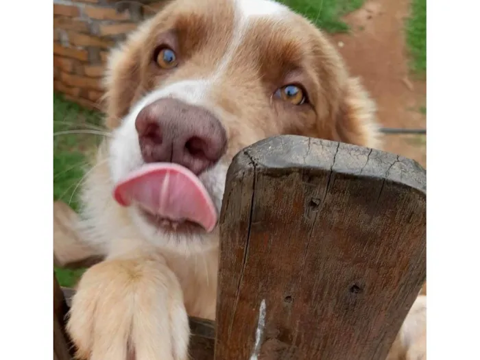 Cachorro ra a Border collie idade 5 anos nome Thor
