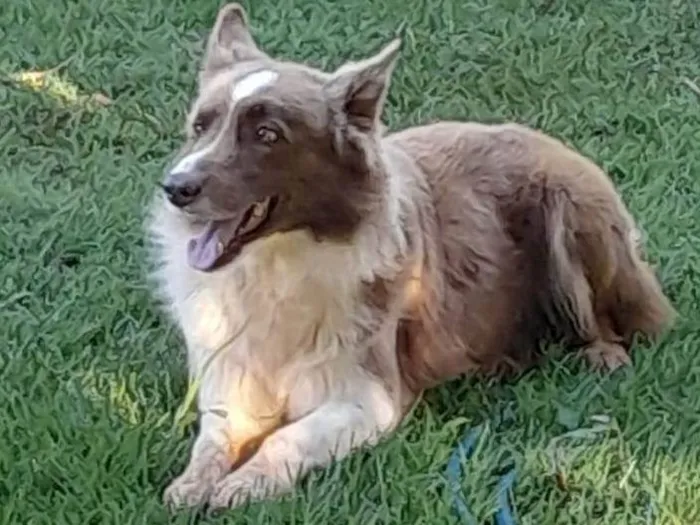 Cachorro ra a Border collie idade 5 anos nome Thor