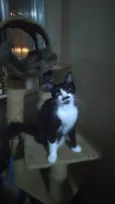 Chaplin