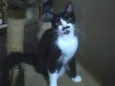 Chaplin