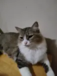 Meg