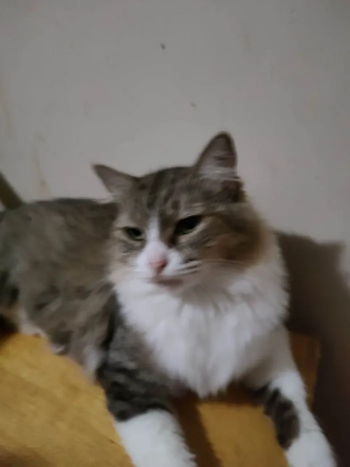 Gato ra a Srd idade 7 a 11 meses nome Meg