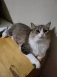 Meg