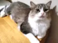 Meg