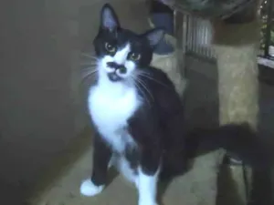 Gato raça Srd idade 7 a 11 meses nome Chaplin 