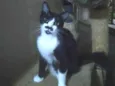 Chaplin