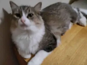 Gato raça Srd idade 7 a 11 meses nome Meg