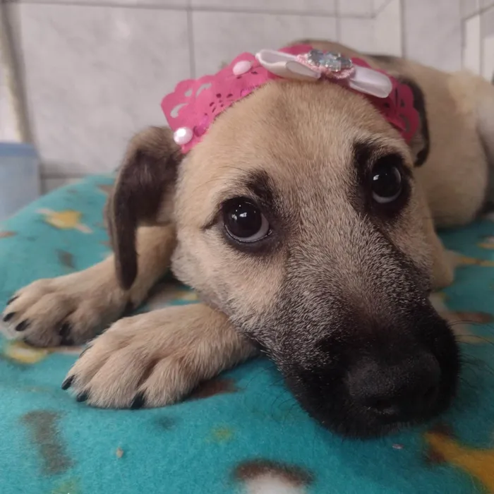 Cachorro ra a SRD-ViraLata idade 2 a 6 meses nome Panqueca 