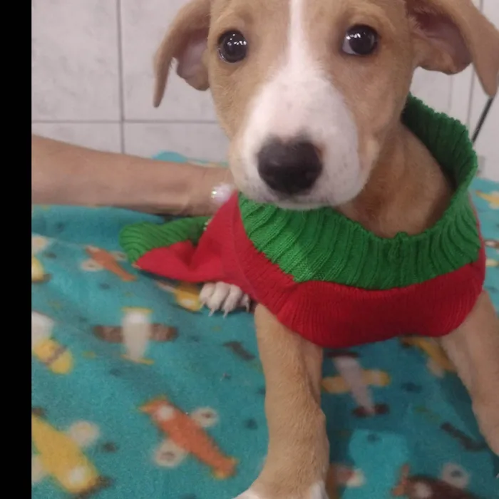 Cachorro ra a SRD-ViraLata idade 2 a 6 meses nome Maraísa 