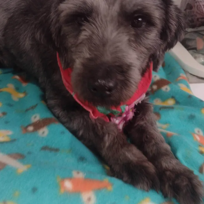 Cachorro raça SRD-ViraLata idade 1 ano nome Kiara 