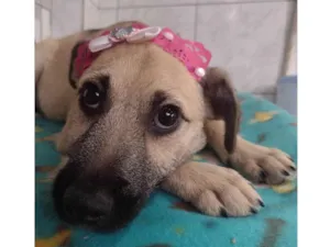 Cachorro raça SRD-ViraLata idade 2 a 6 meses nome Panqueca 