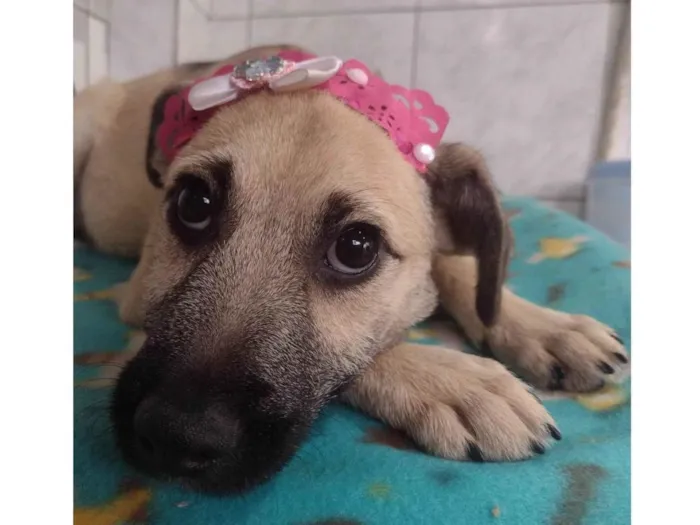 Cachorro ra a SRD-ViraLata idade 2 a 6 meses nome Panqueca 