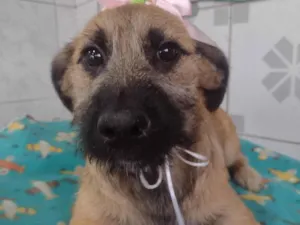 Cachorro raça SRD-ViraLata idade 2 a 6 meses nome Paçoca 