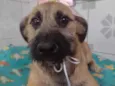 Paçoca