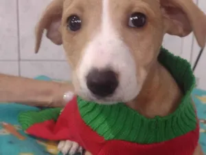 Cachorro raça SRD-ViraLata idade 2 a 6 meses nome Maraísa 