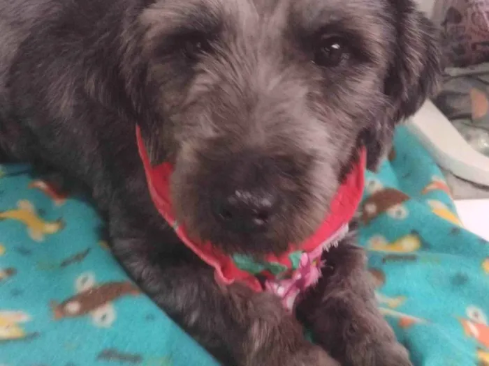 Cachorro raça SRD-ViraLata idade 1 ano nome Kiara 