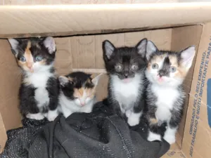 Gato raça Srd idade Abaixo de 2 meses nome Ágata e Pérola 