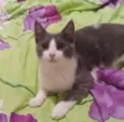 Júnior