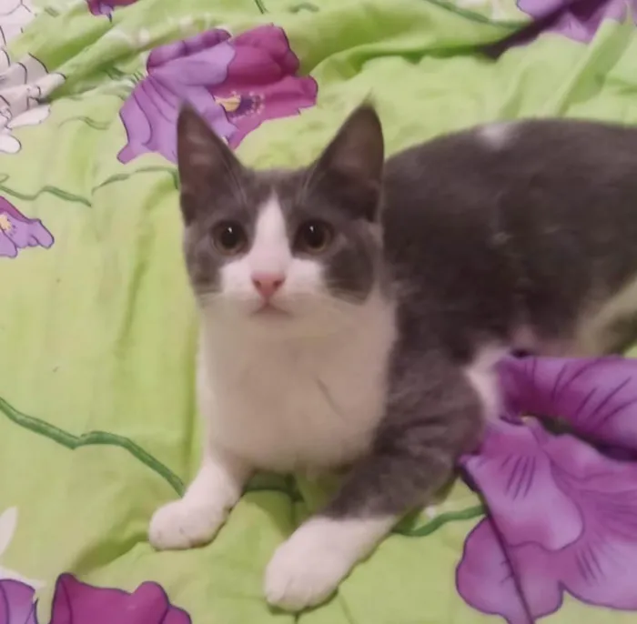 Gato ra a Srd idade 2 a 6 meses nome Júnior